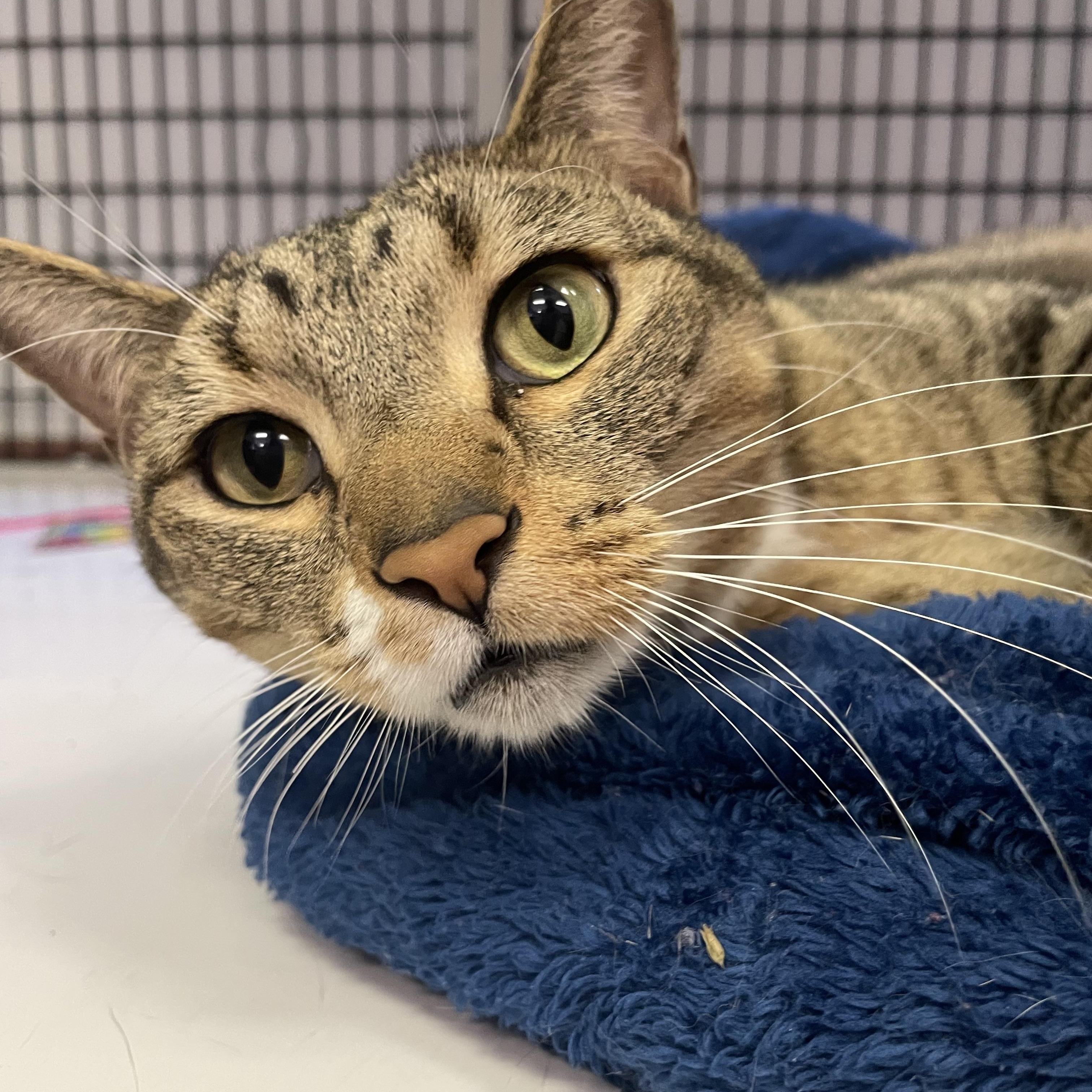 Mr. Bear, a Adoptable mixed breed in Glendale, AZ image 3/6