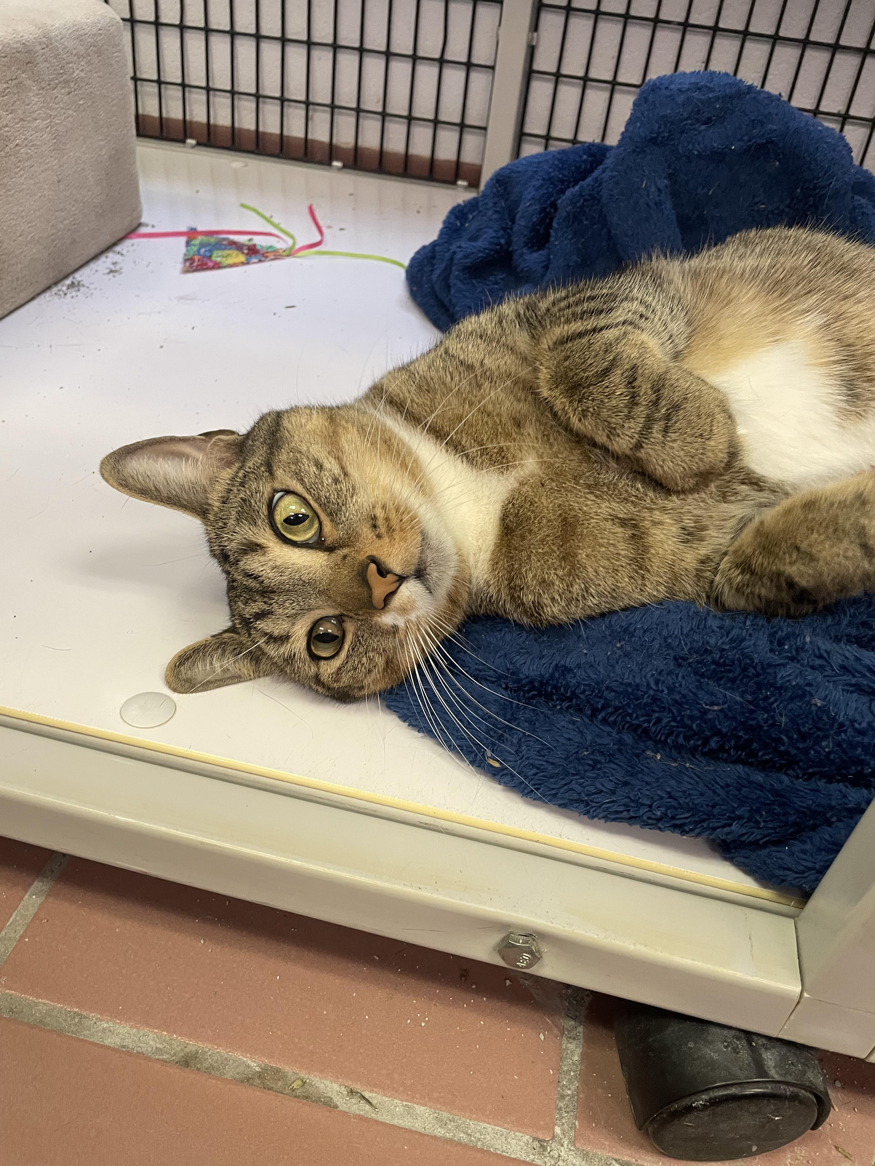 Mr. Bear, a Adoptable mixed breed in Glendale, AZ image 4/6