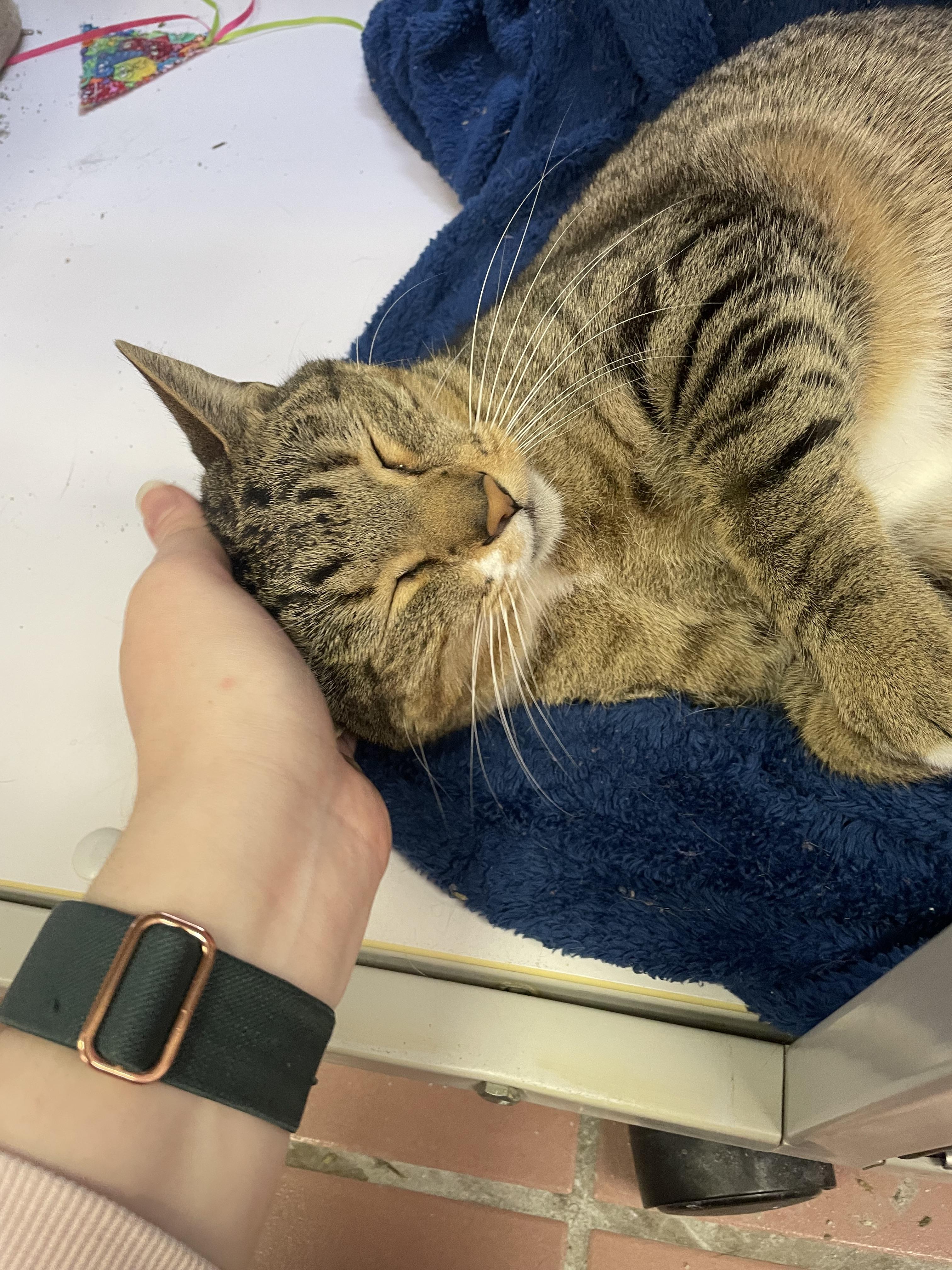 Mr. Bear, a Adoptable mixed breed in Glendale, AZ image 5/6