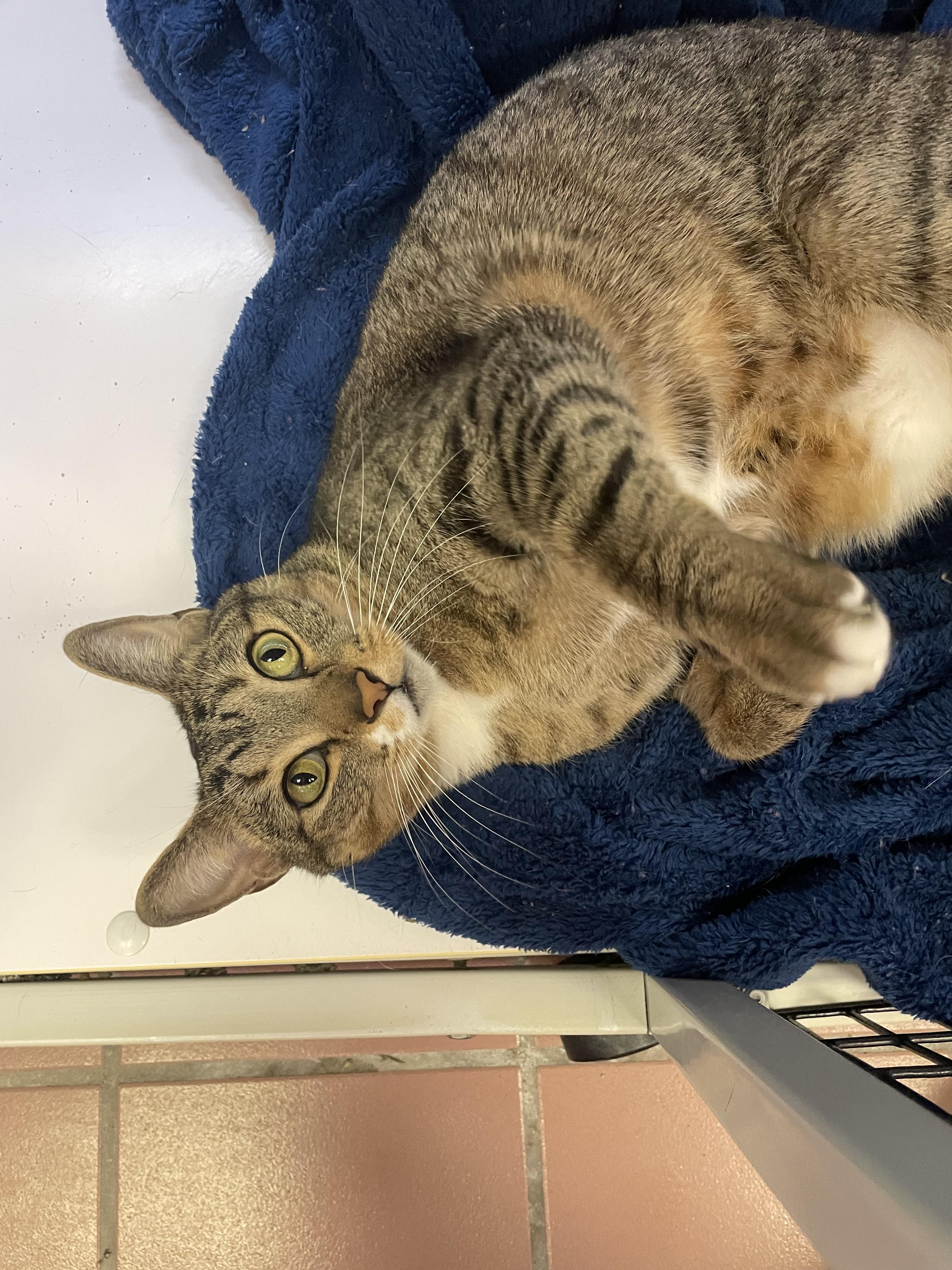 Mr. Bear, a Adoptable mixed breed in Glendale, AZ image 6/6