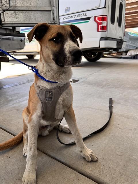 Enlarge ROPER, a Adoptable mixed breed in Oroville, CA image 1/1