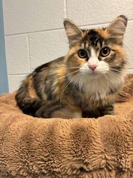 *Tilly*, Adoptable, Young Female Domestic Long Hair.