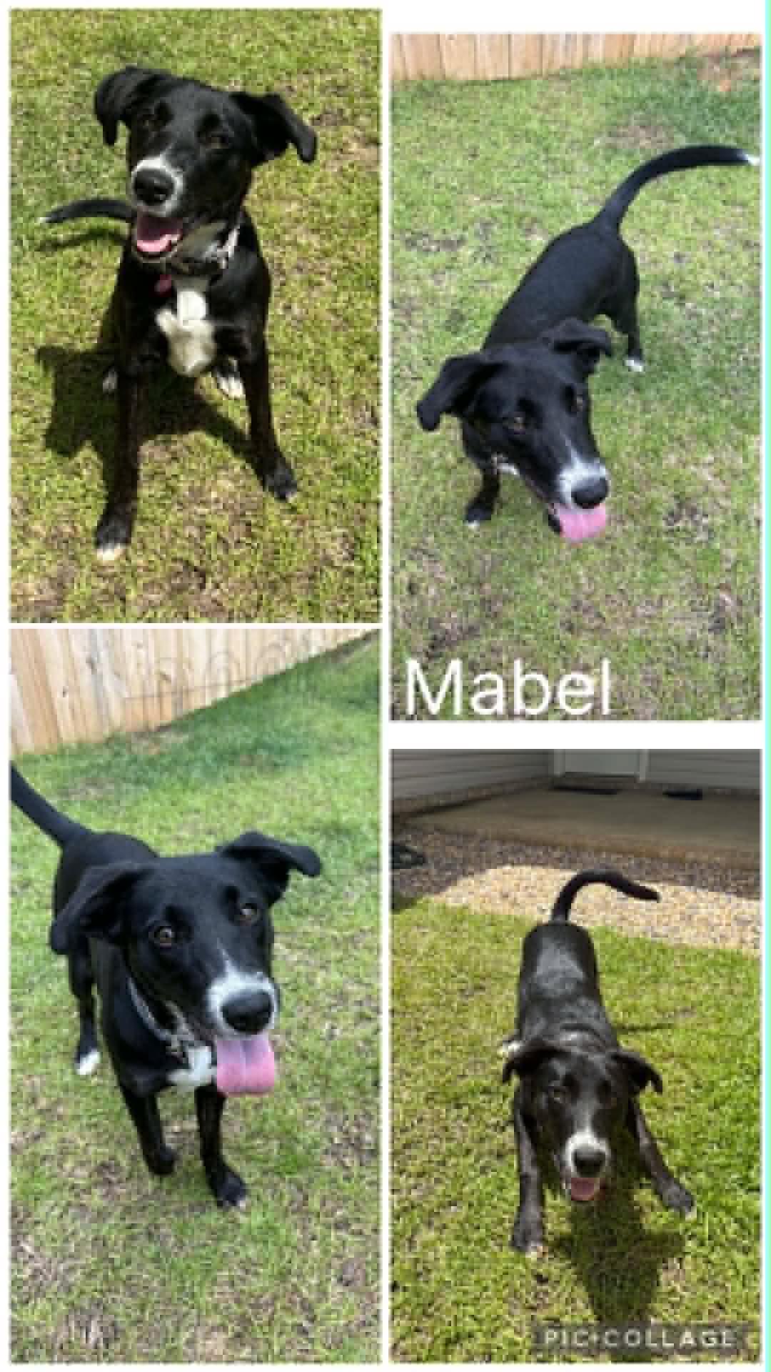 Mabel, adopted, Young Female Labrador Retriever & Border Collie.