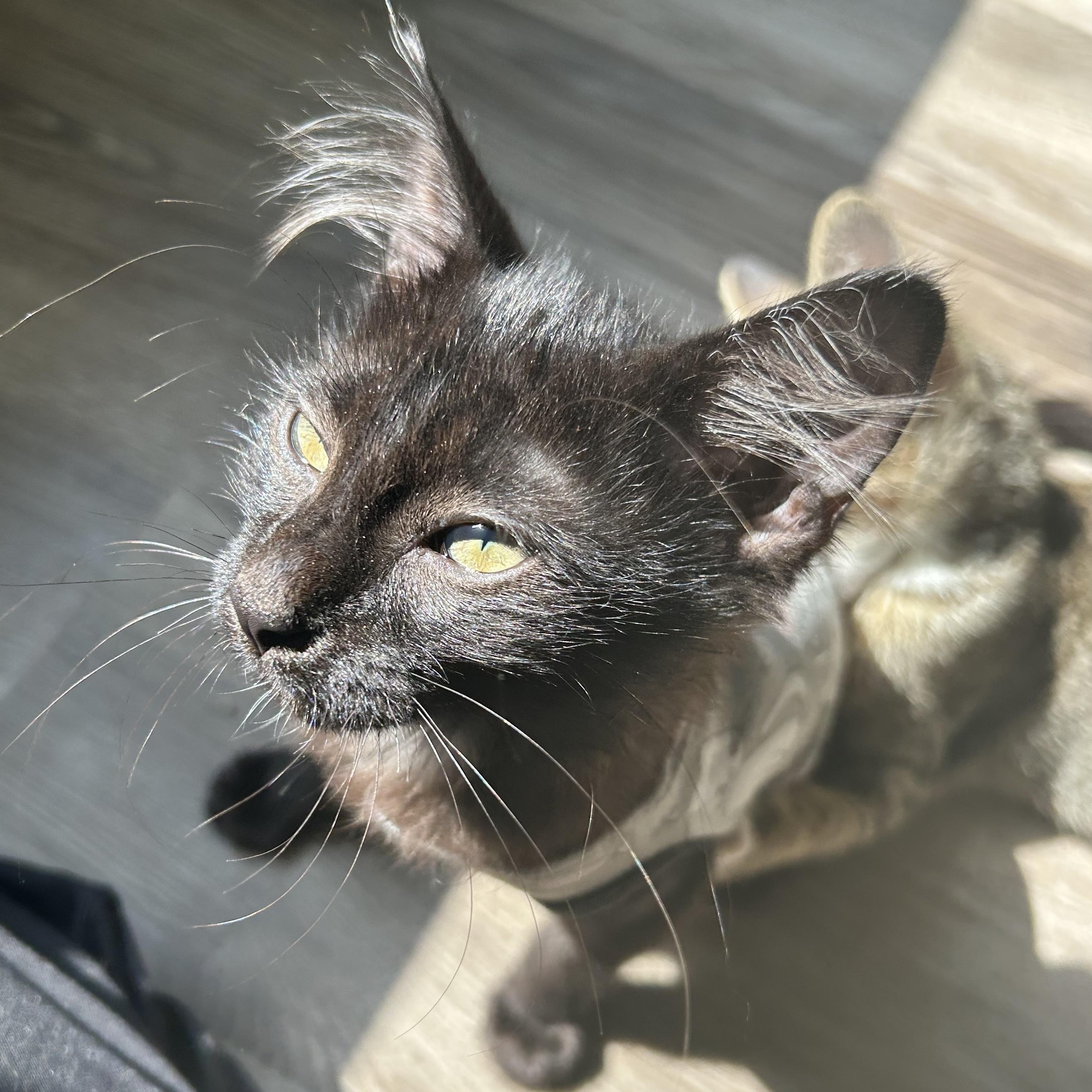 Sky, an adopted Domestic Long Hair in Tulsa, OK image 2/2
