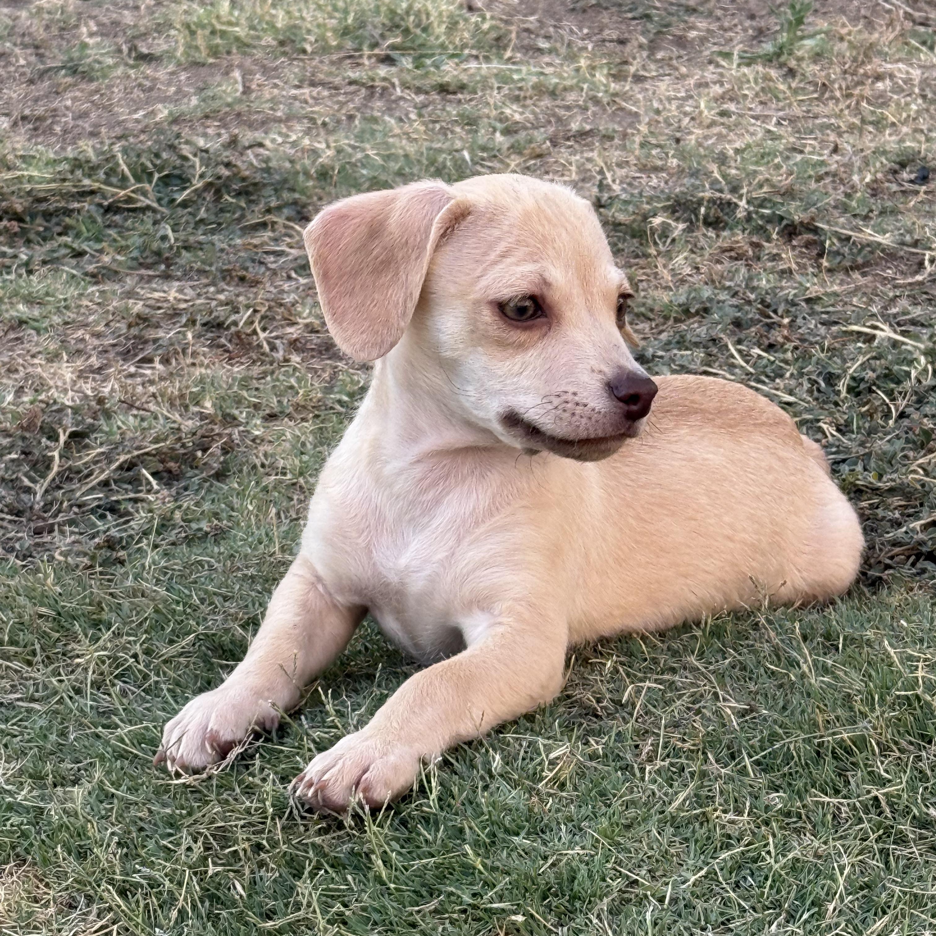 Enlarge Baked Ziti, a Adoptable Chihuahua in Sun Valley, CA image 2/2