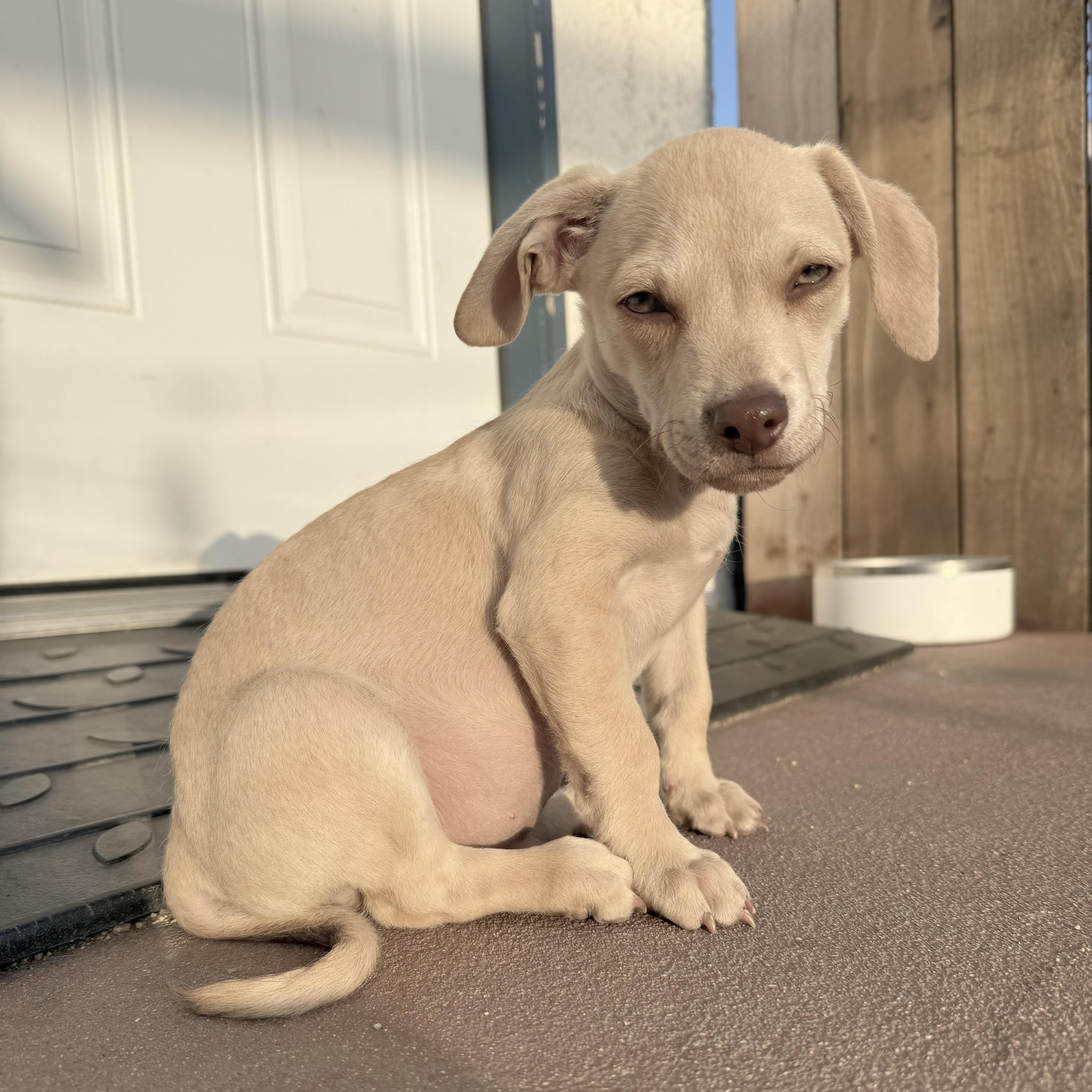 Enlarge Baked Ziti, an adoptable mixed breed in Sun Valley, CA image 2/6