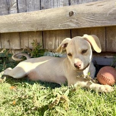 Enlarge Baked Ziti, an adoptable mixed breed in Sun Valley, CA image 5/6