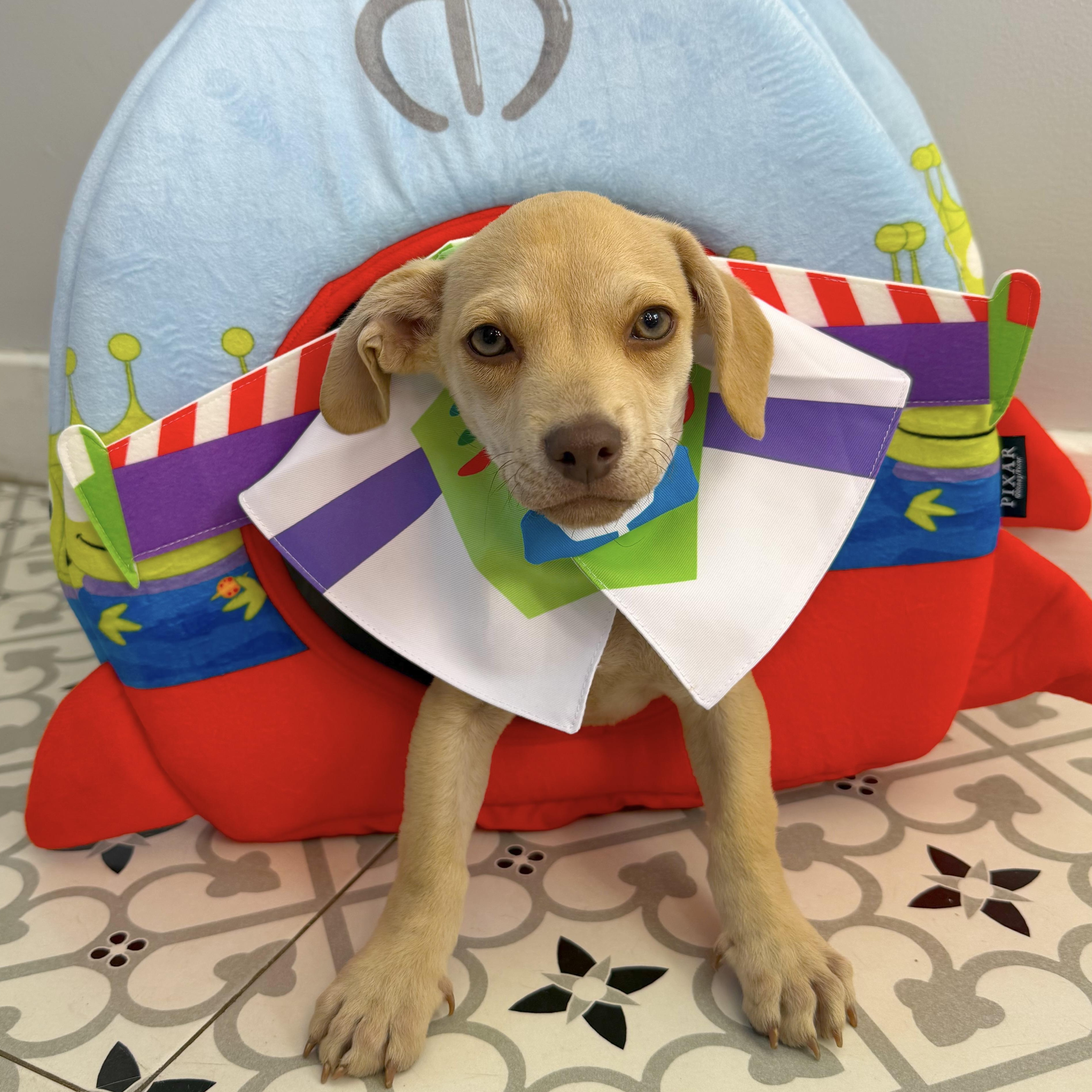 Baked Ziti, adoptable, Puppy Male Dachshund & Chihuahua.