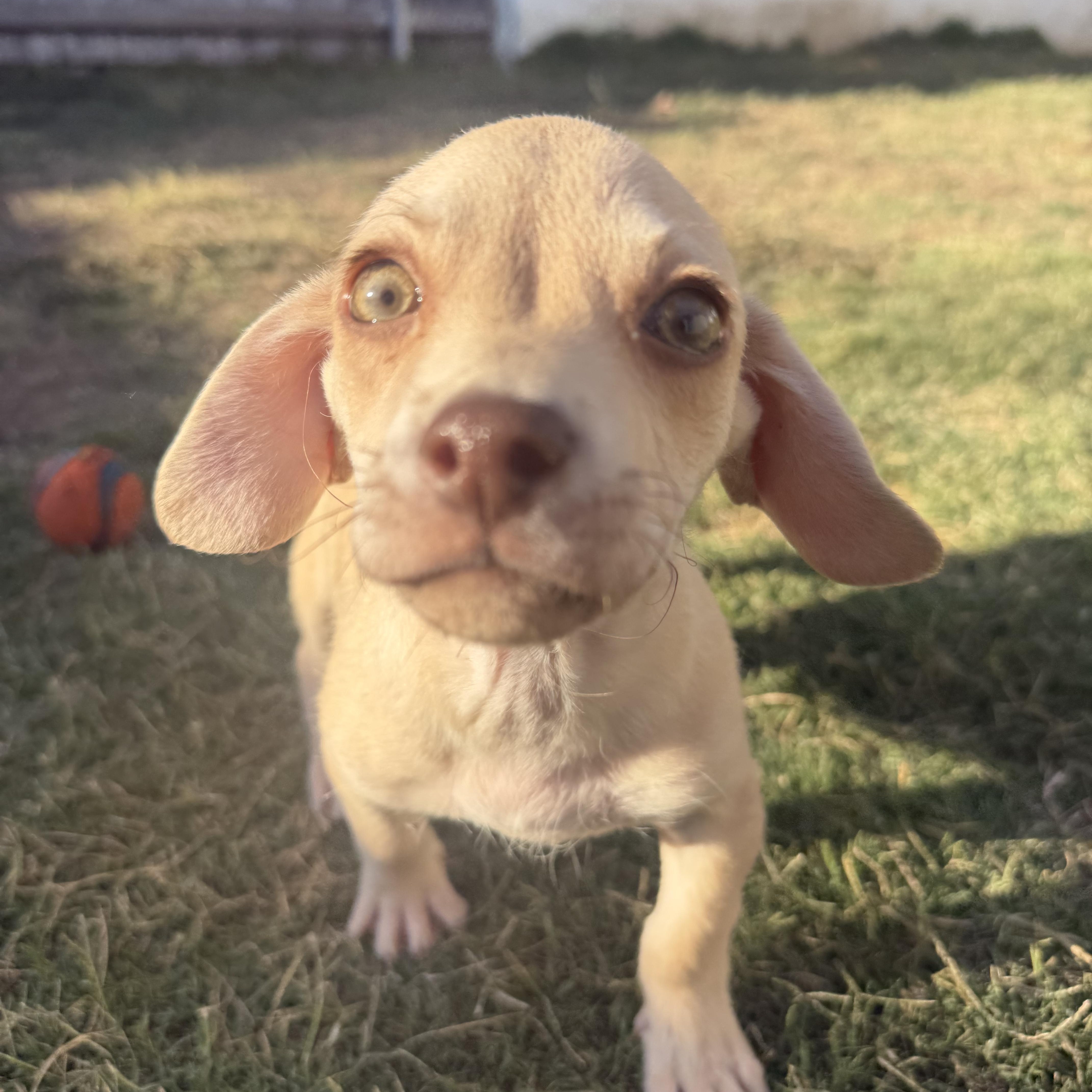 Enlarge Baked Ziti, a Adoptable Chihuahua in Sun Valley, CA image 1/2