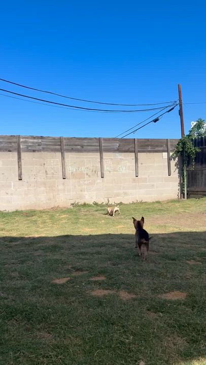 Enlarge Baked Ziti, an adoptable mixed breed in Sun Valley, CA video 6/6