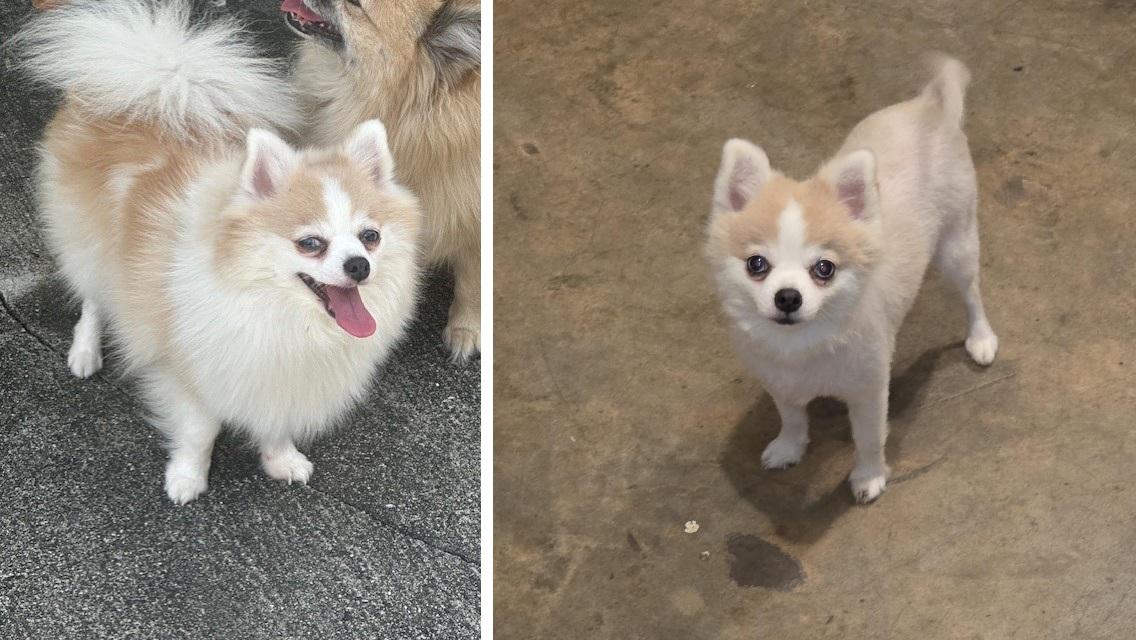 Enlarge White Girl, a Adoptable Pomeranian in Orlando, FL image 6/6