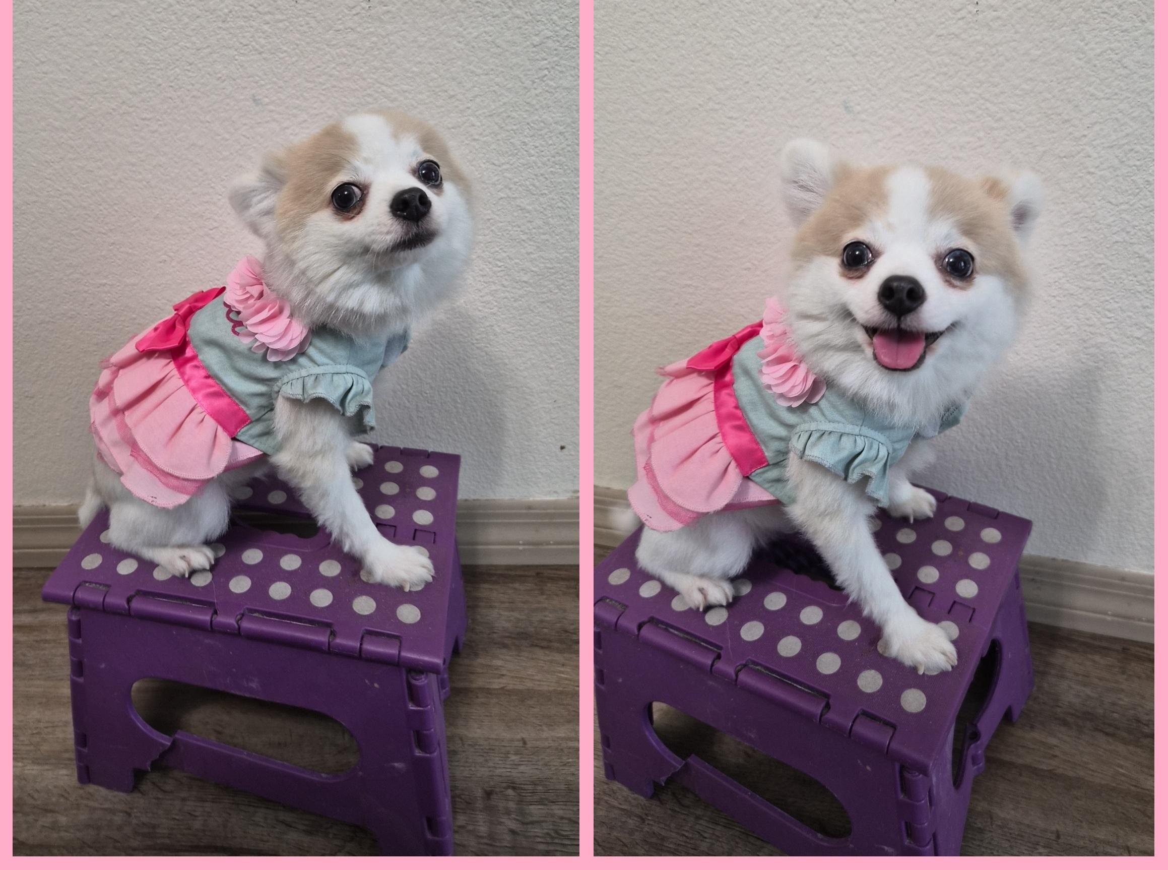 Enlarge White Girl, a Adoptable Pomeranian in Orlando, FL image 2/6