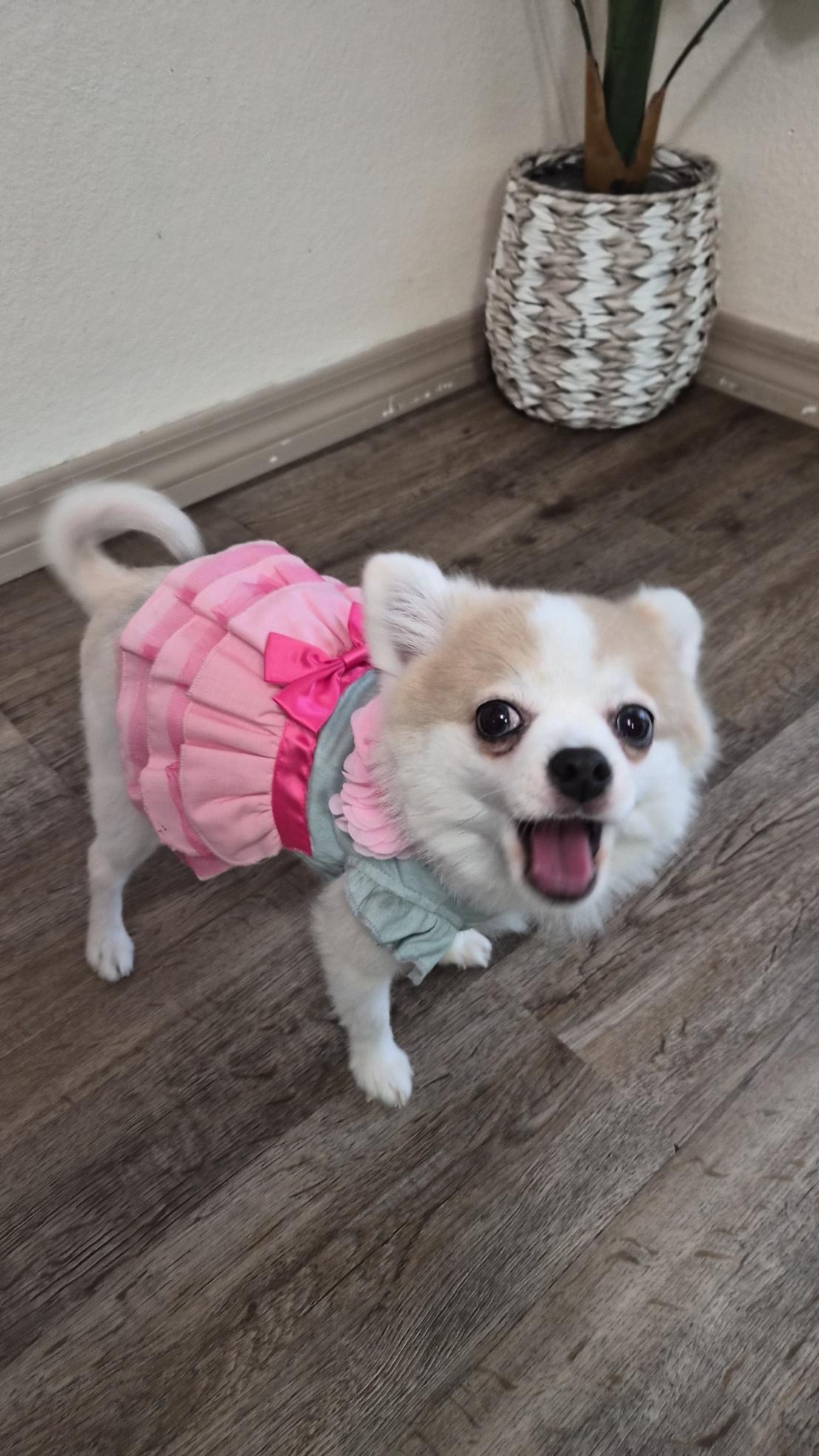 Enlarge White Girl, a Adoptable Pomeranian in Orlando, FL image 4/6
