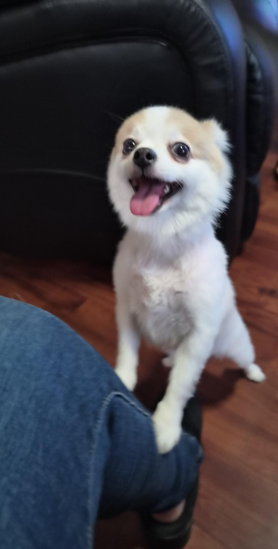 Enlarge White Girl, a Adoptable Pomeranian in Orlando, FL image 5/6
