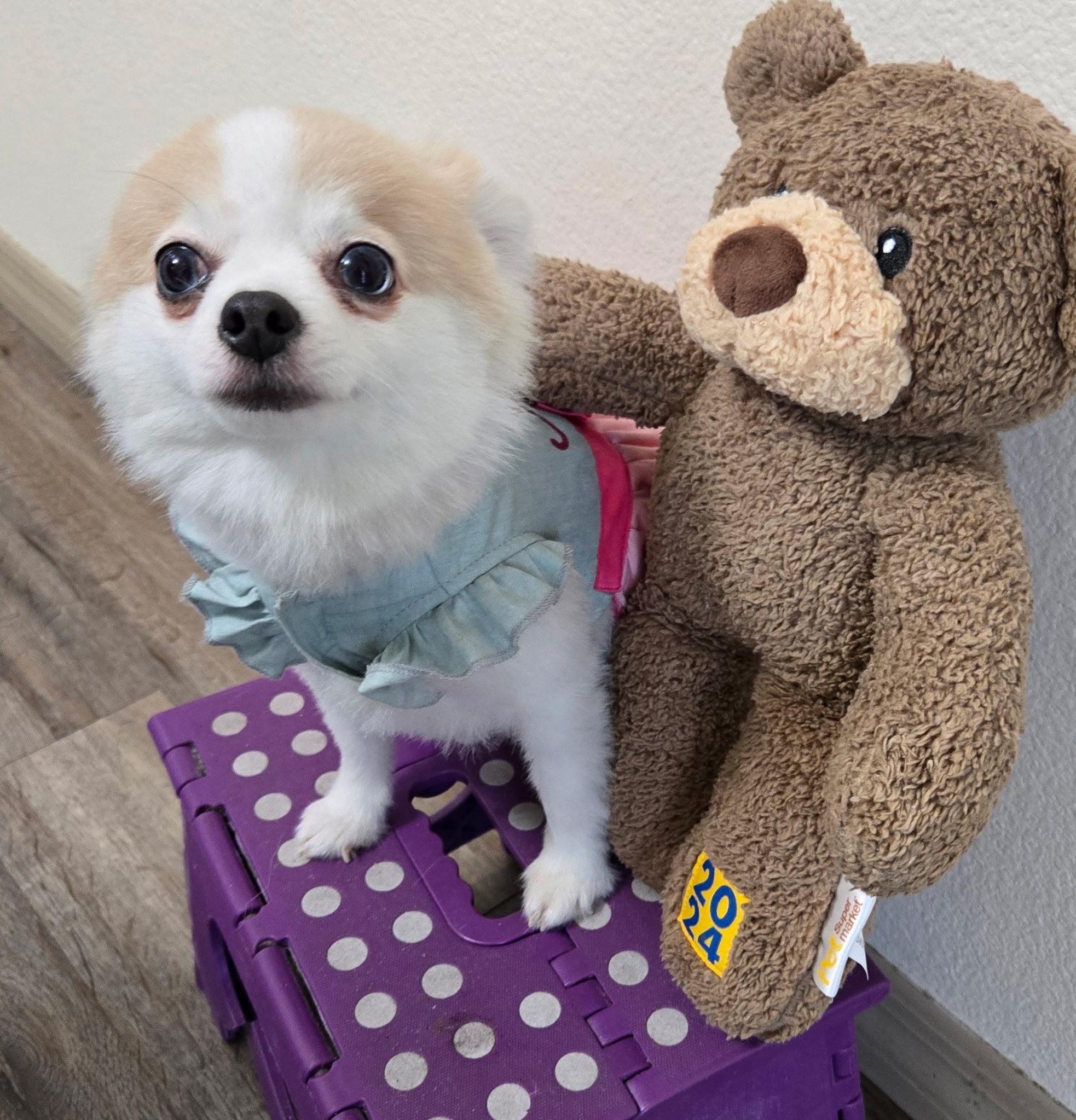 Enlarge White Girl, a Adoptable Pomeranian in Orlando, FL image 3/6