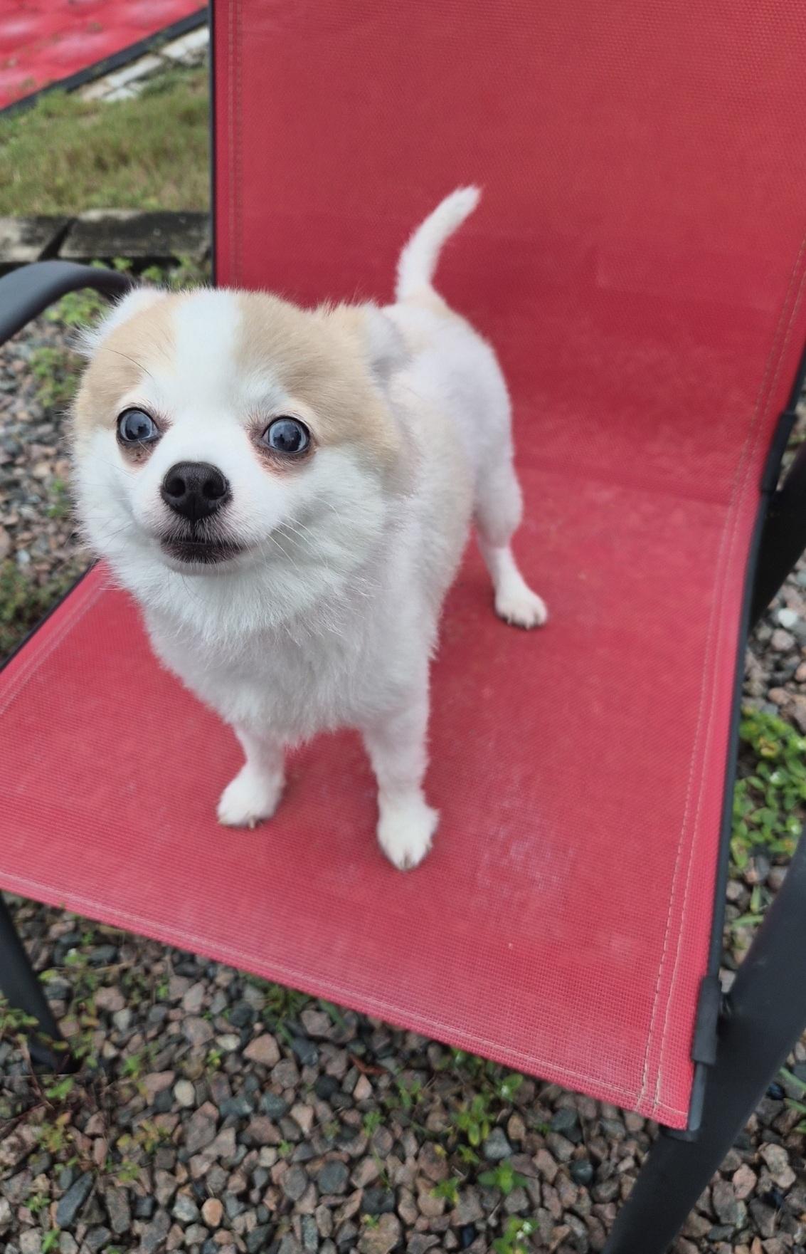 Enlarge White Girl, a Adoptable Pomeranian in Orlando, FL image 1/6