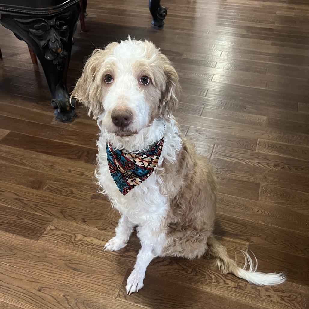 Bentley, Adoptable, Adult Male Poodle & Golden Retriever.