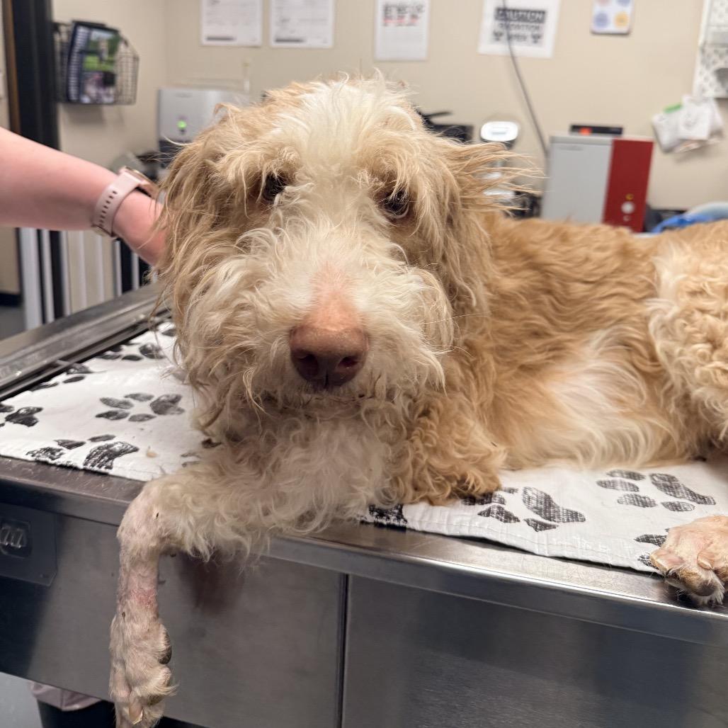 Enlarge Bentley, a Adoptable mixed breed in Ennis, TX image 3/6