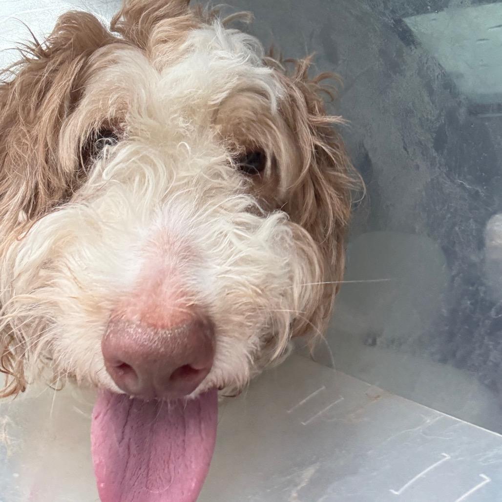 Enlarge Bentley, a Adoptable mixed breed in Ennis, TX image 4/6