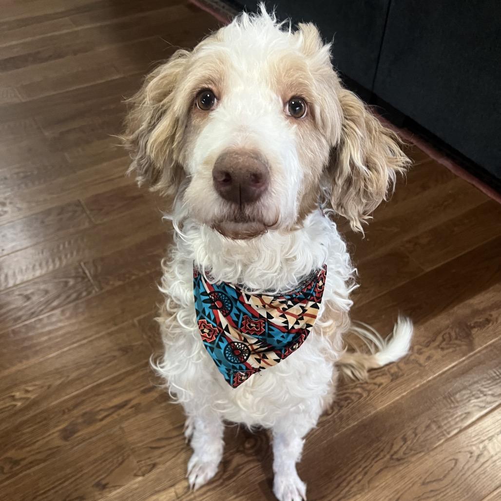 Enlarge Bentley, a Adoptable mixed breed in Ennis, TX image 6/6