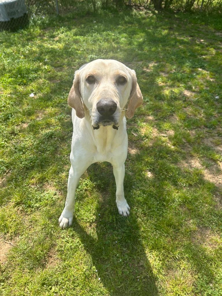 Enlarge Lilly, a Adoptable mixed breed in Benton, AR image 1/4