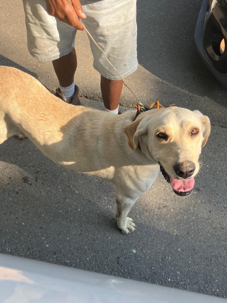 Enlarge Lilly, a Adoptable mixed breed in Benton, AR image 2/3