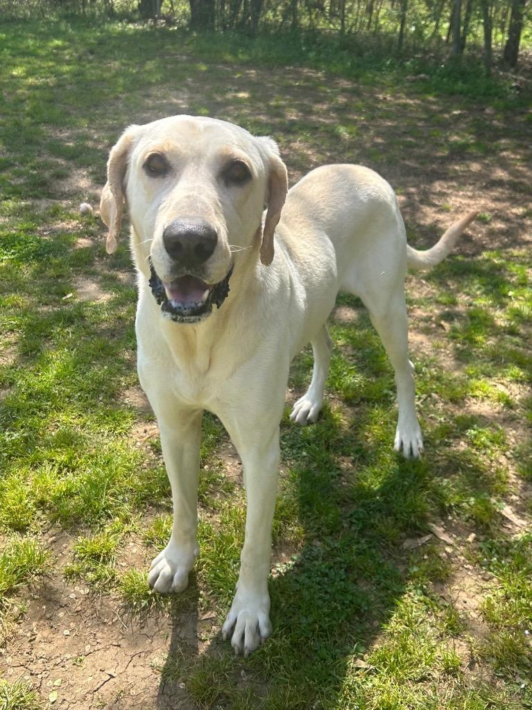 Enlarge Lilly, a Adoptable mixed breed in Benton, AR image 3/4