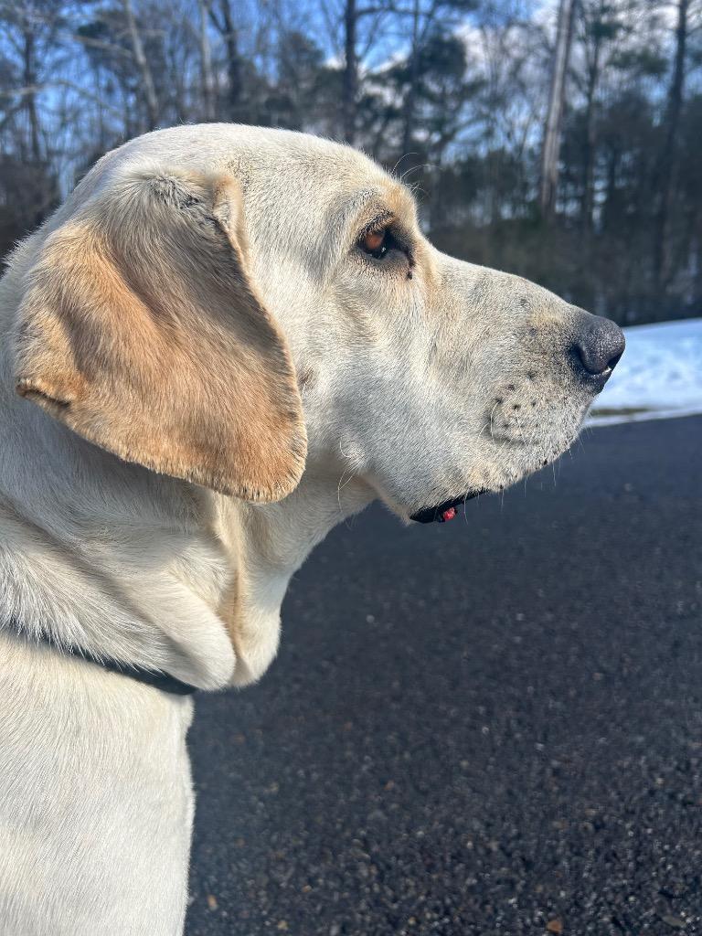 Enlarge Lilly, a Adoptable mixed breed in Benton, AR image 3/3