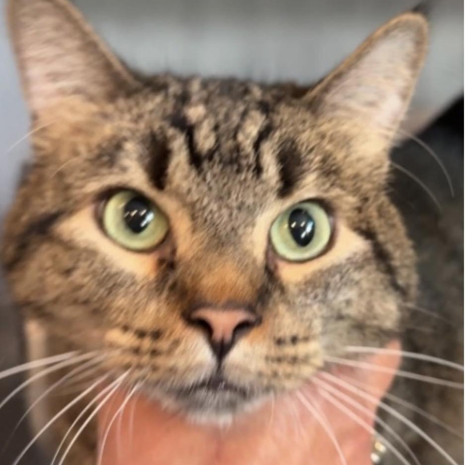 Enlarge Dustin, an adopted mixed breed in Palatine, IL image 1/1