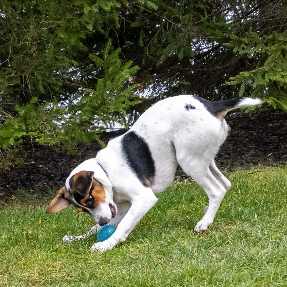 Zoye, a Adoptable mixed breed in McKean, PA image 5/6