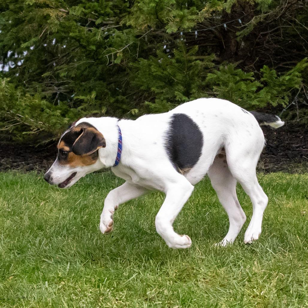 Zoye, a Adoptable mixed breed in McKean, PA image 6/6
