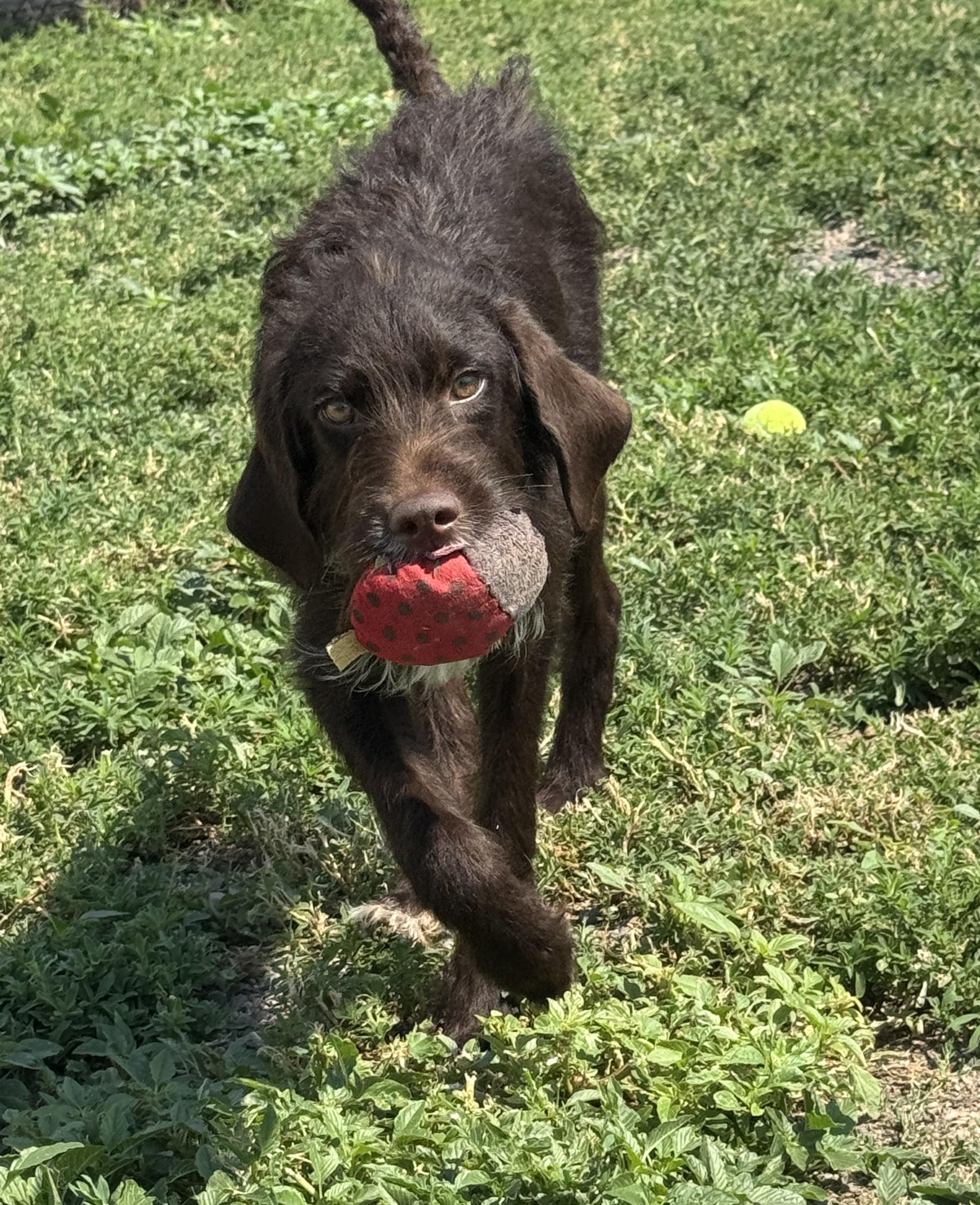 Rufus, a ADOPTABLE mixed breed in Grant, NE image 6/6