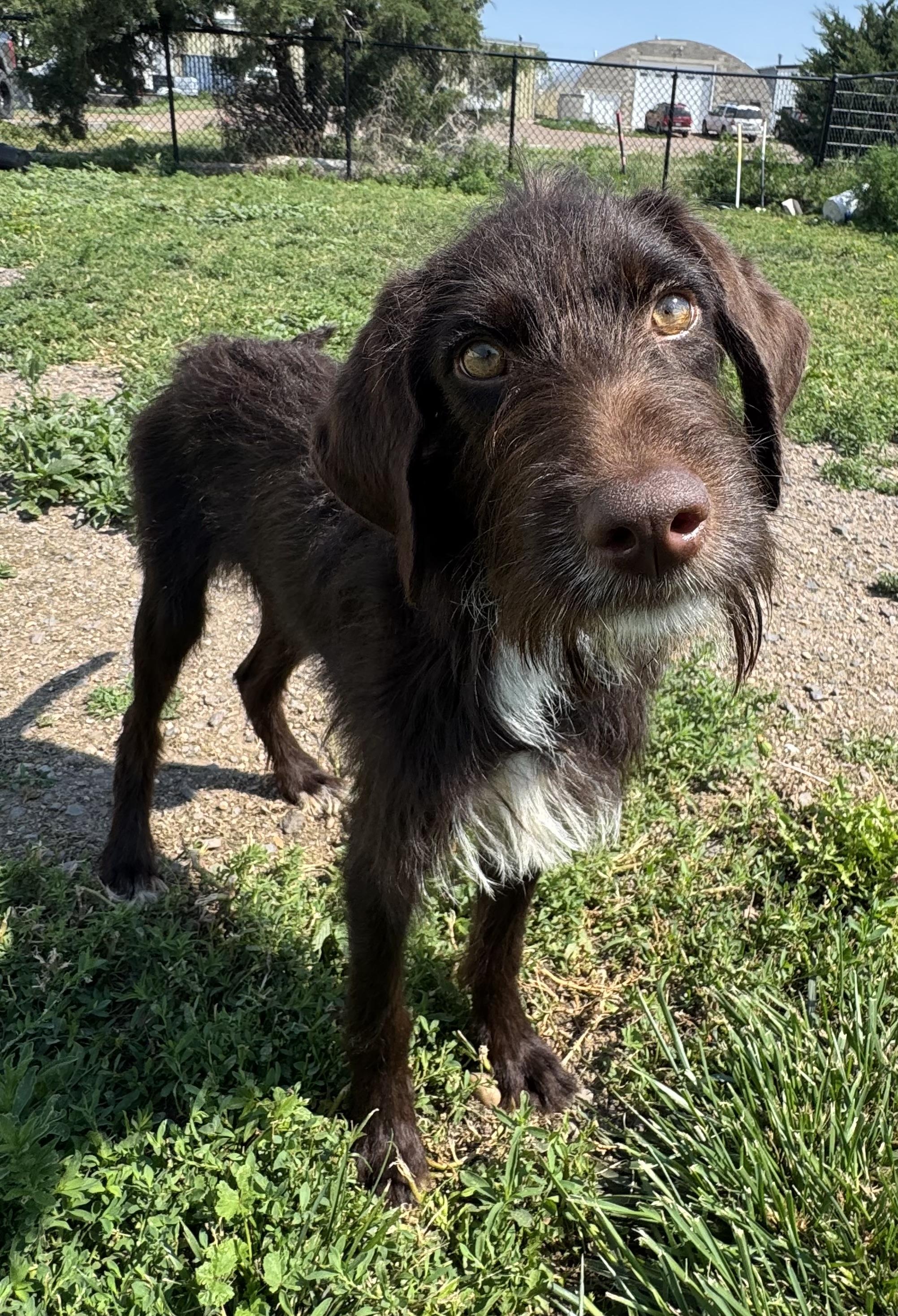 Rufus, a ADOPTABLE mixed breed in Grant, NE image 1/6