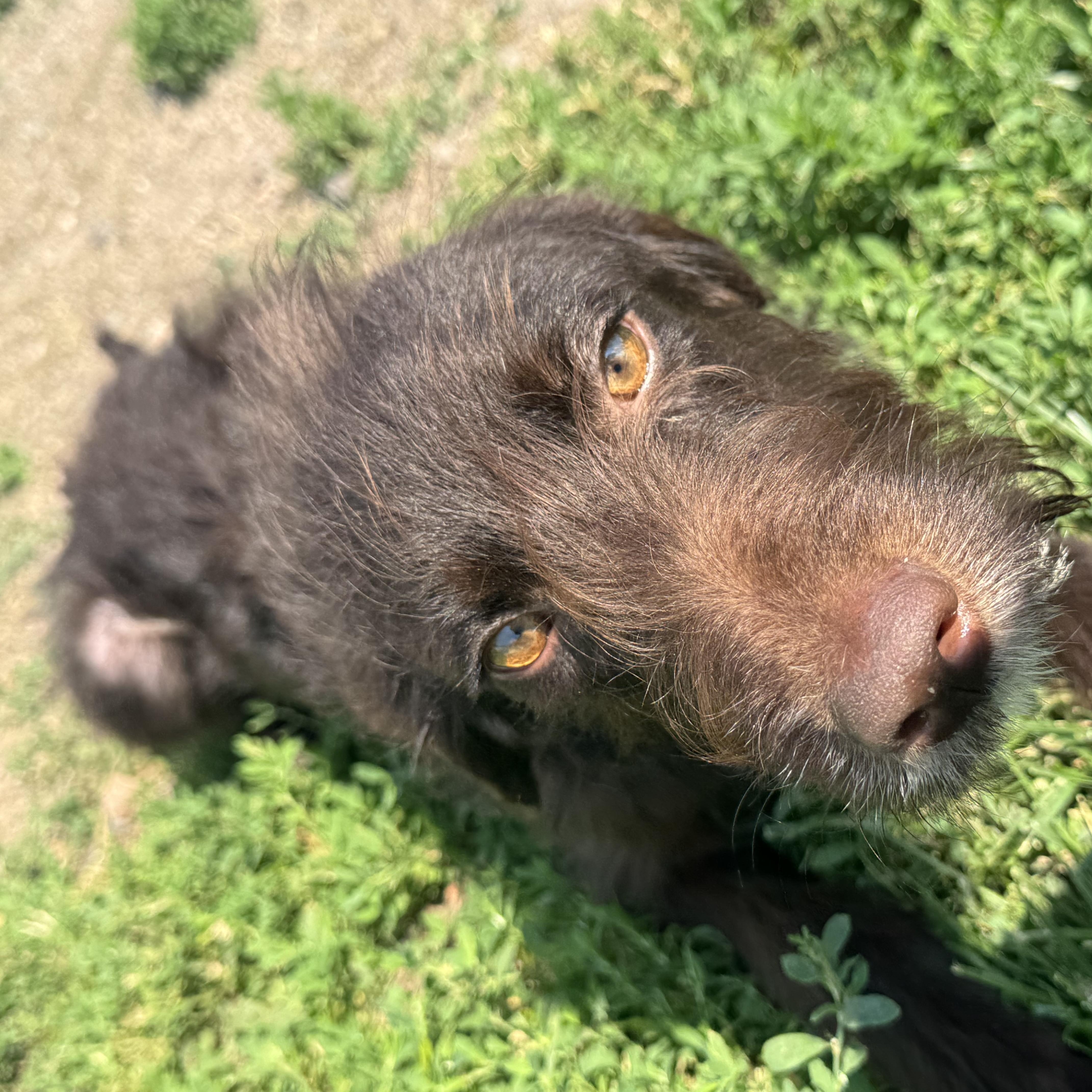 Rufus, a ADOPTABLE mixed breed in Grant, NE image 5/6