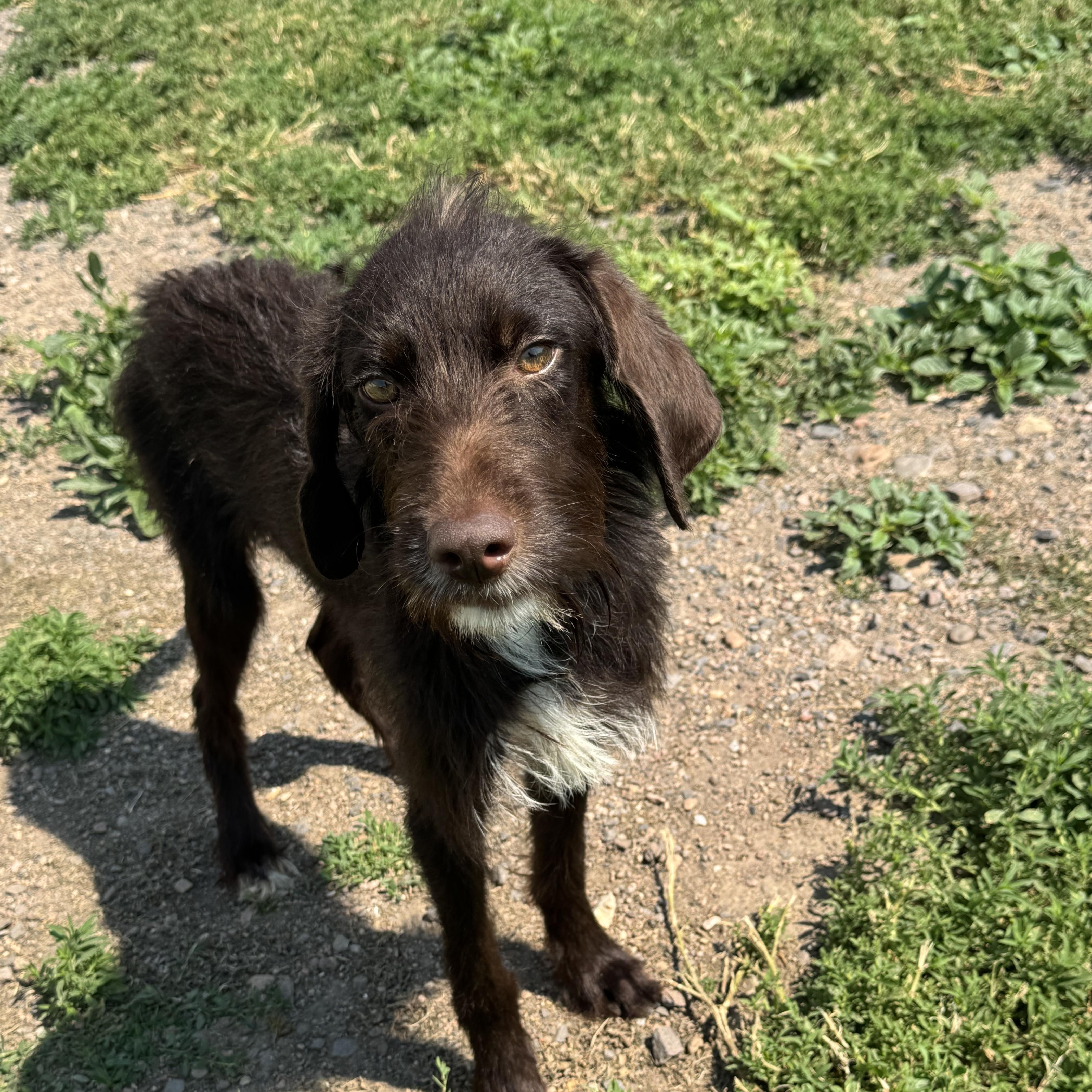 Rufus, a ADOPTABLE mixed breed in Grant, NE image 2/6
