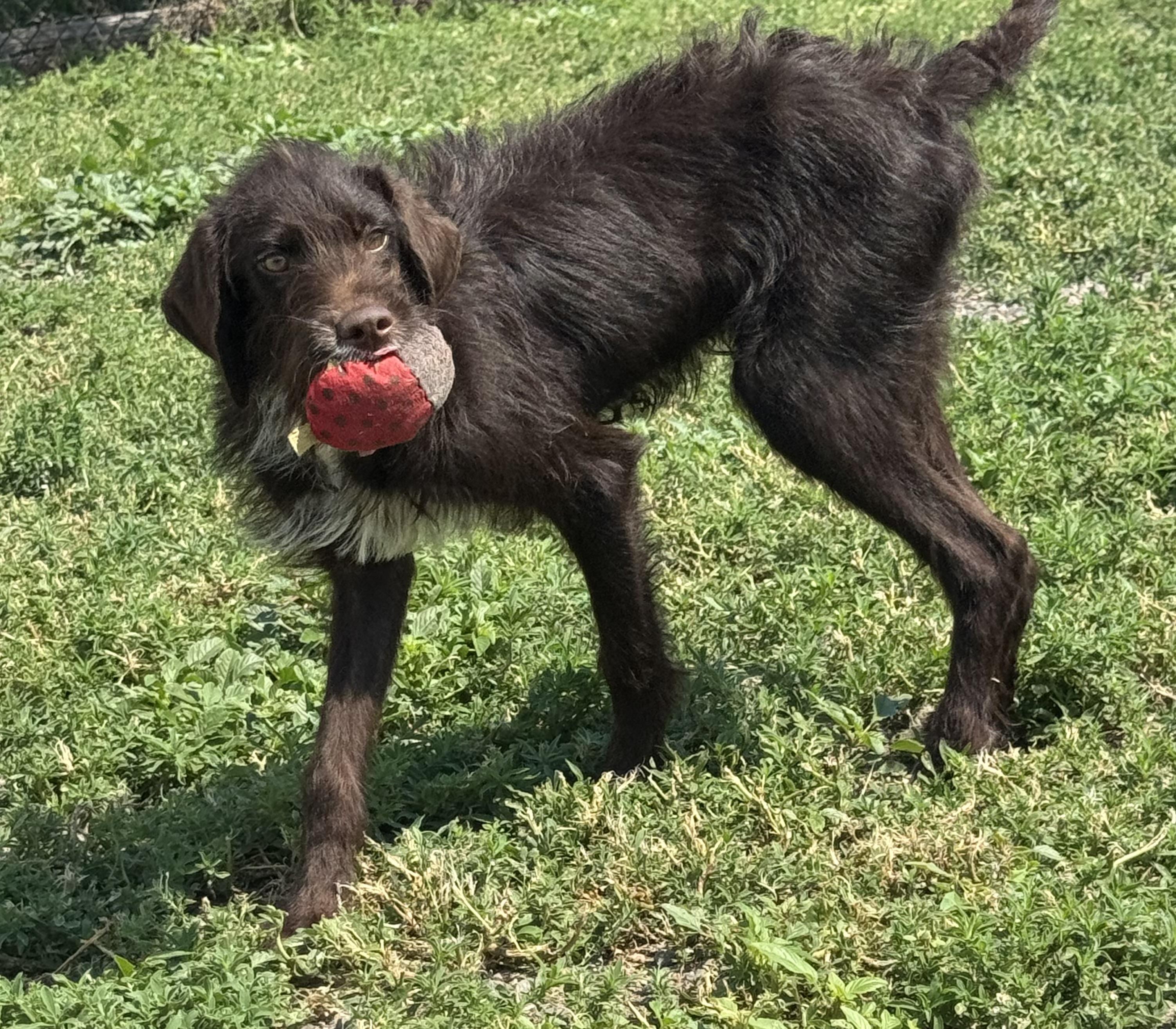 Rufus, a ADOPTABLE mixed breed in Grant, NE image 3/6