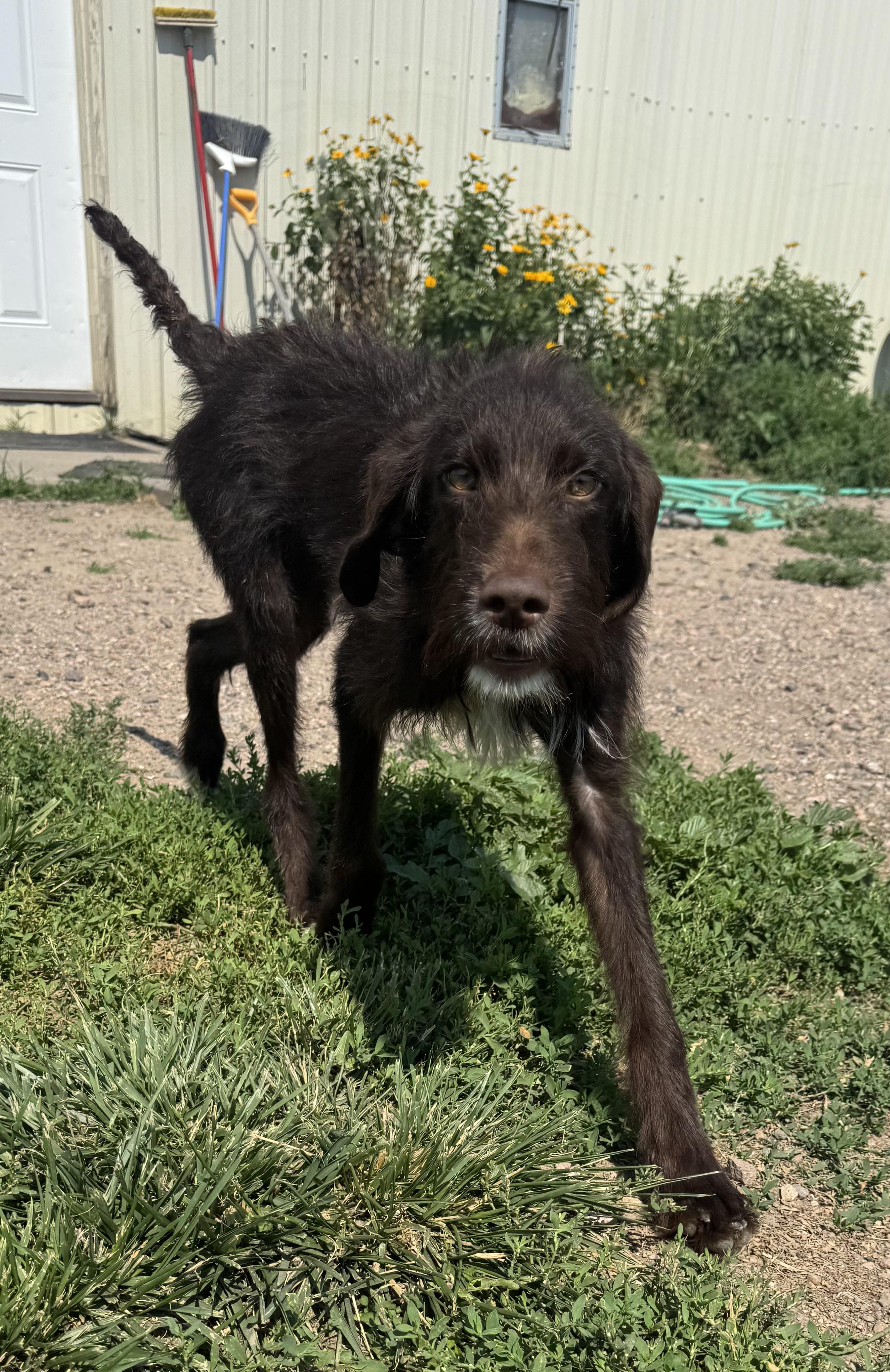 Rufus, a ADOPTABLE mixed breed in Grant, NE image 4/6