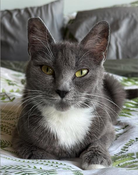 Enlarge Darling, a ADOPTABLE Tuxedo in Lake Oswego, OR image 1/2