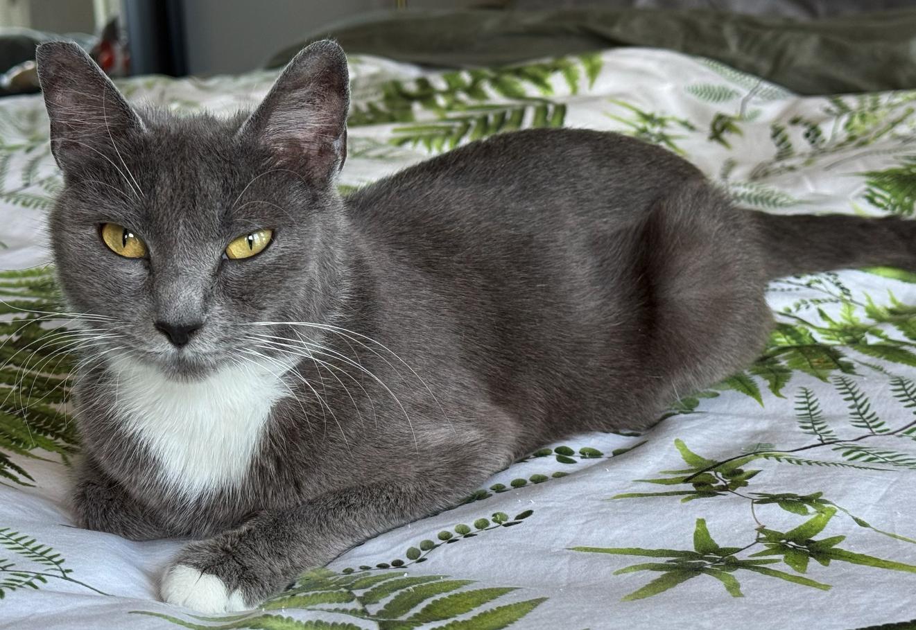 Enlarge Darling, a ADOPTABLE Tuxedo in Lake Oswego, OR image 2/2