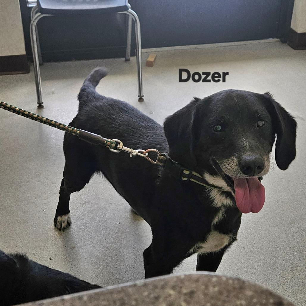Dozer, Adoptable, Senior Male Mixed Breed.