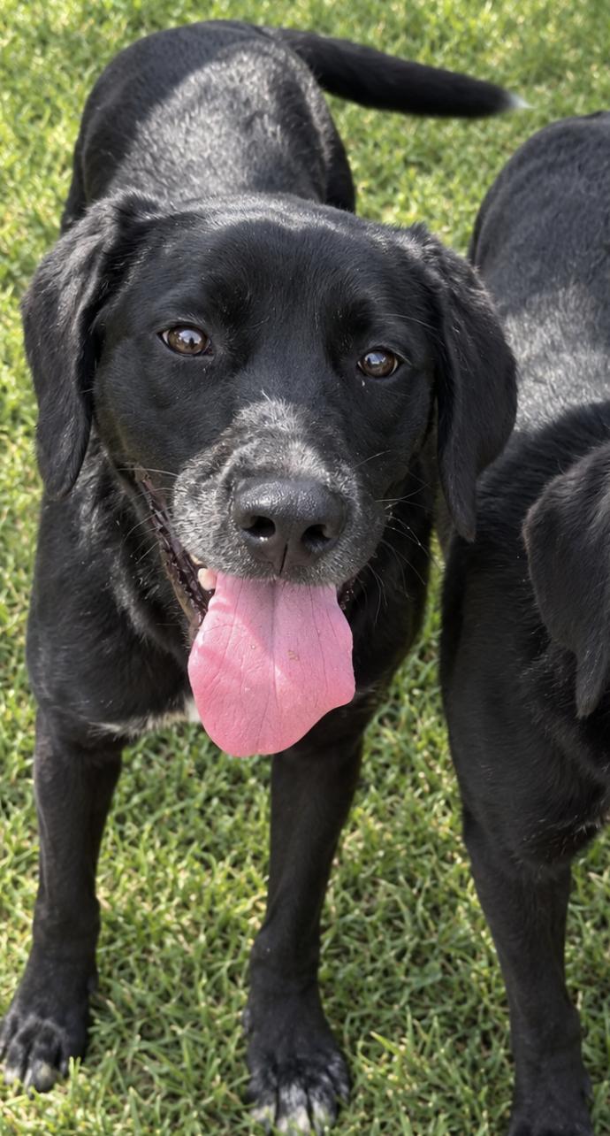 Enlarge Mickey, a Adoptable mixed breed in Zimmerman, MN image 1/1