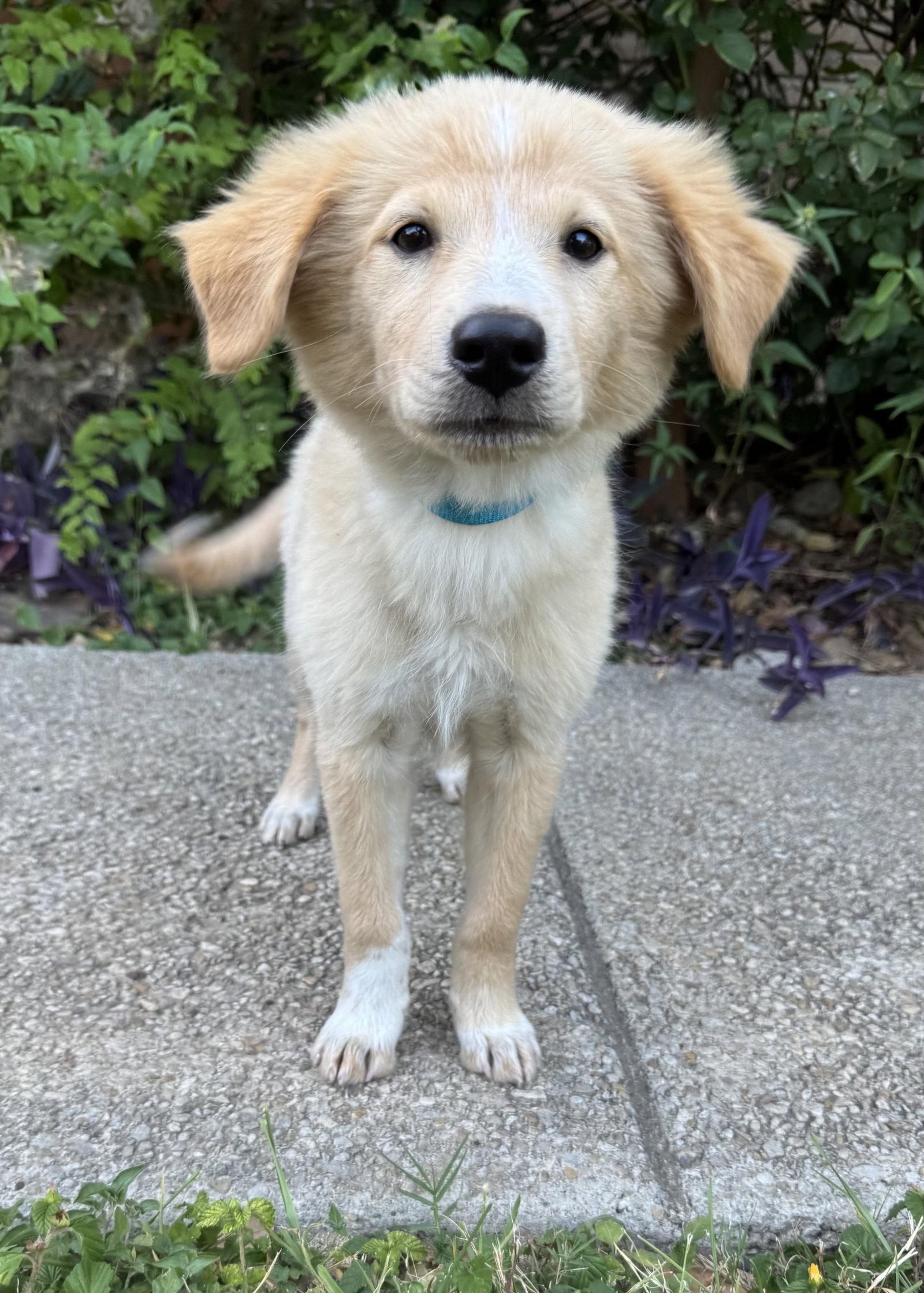 Sunny, Adoptable, Young Female Golden Retriever.