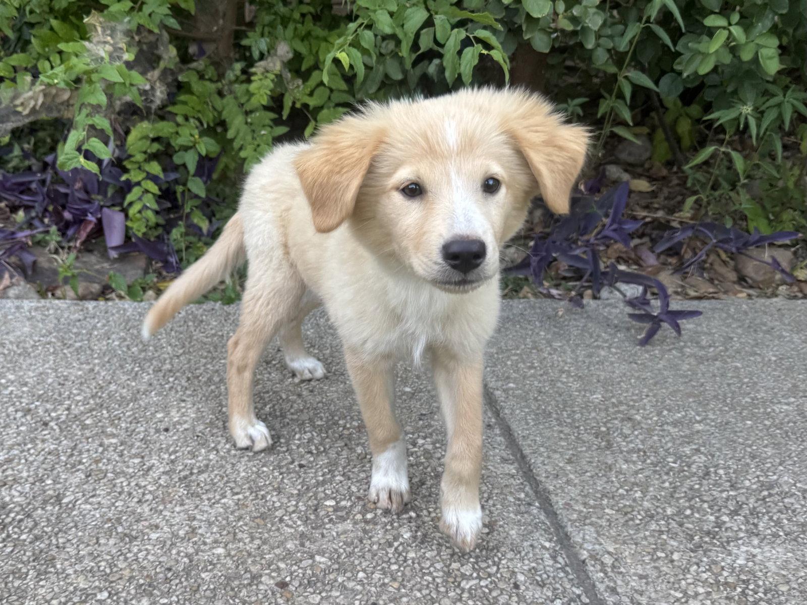 Sunny, a Adoptable Golden Retriever in Helotes, TX image 2/3