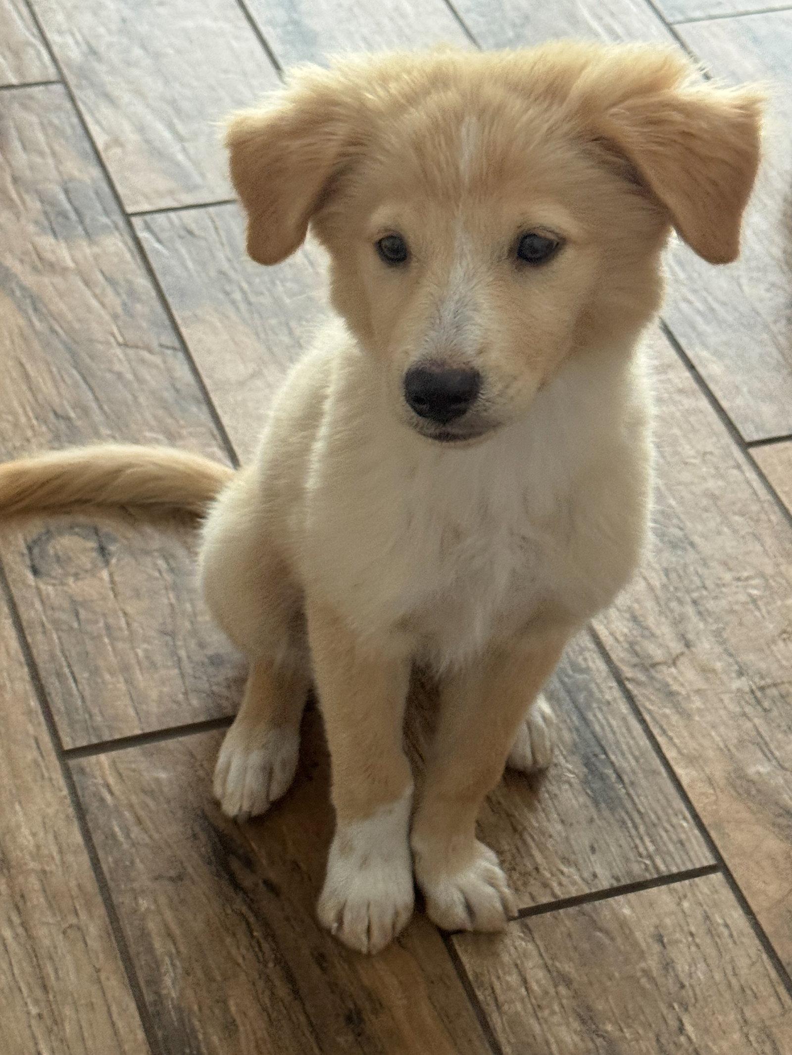 Sunny, a Adoptable Golden Retriever in Helotes, TX image 3/3