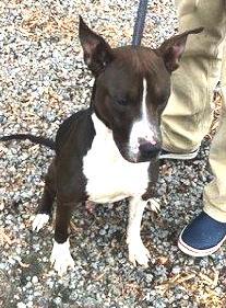 Shy, 1 Year Old, small Adorable Boy with Great Ears, Great with CATS