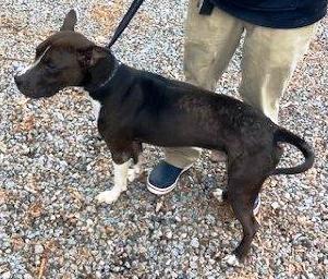 Shy, 1 Year Old, small Adorable Boy with Great Ears, Great with CATS