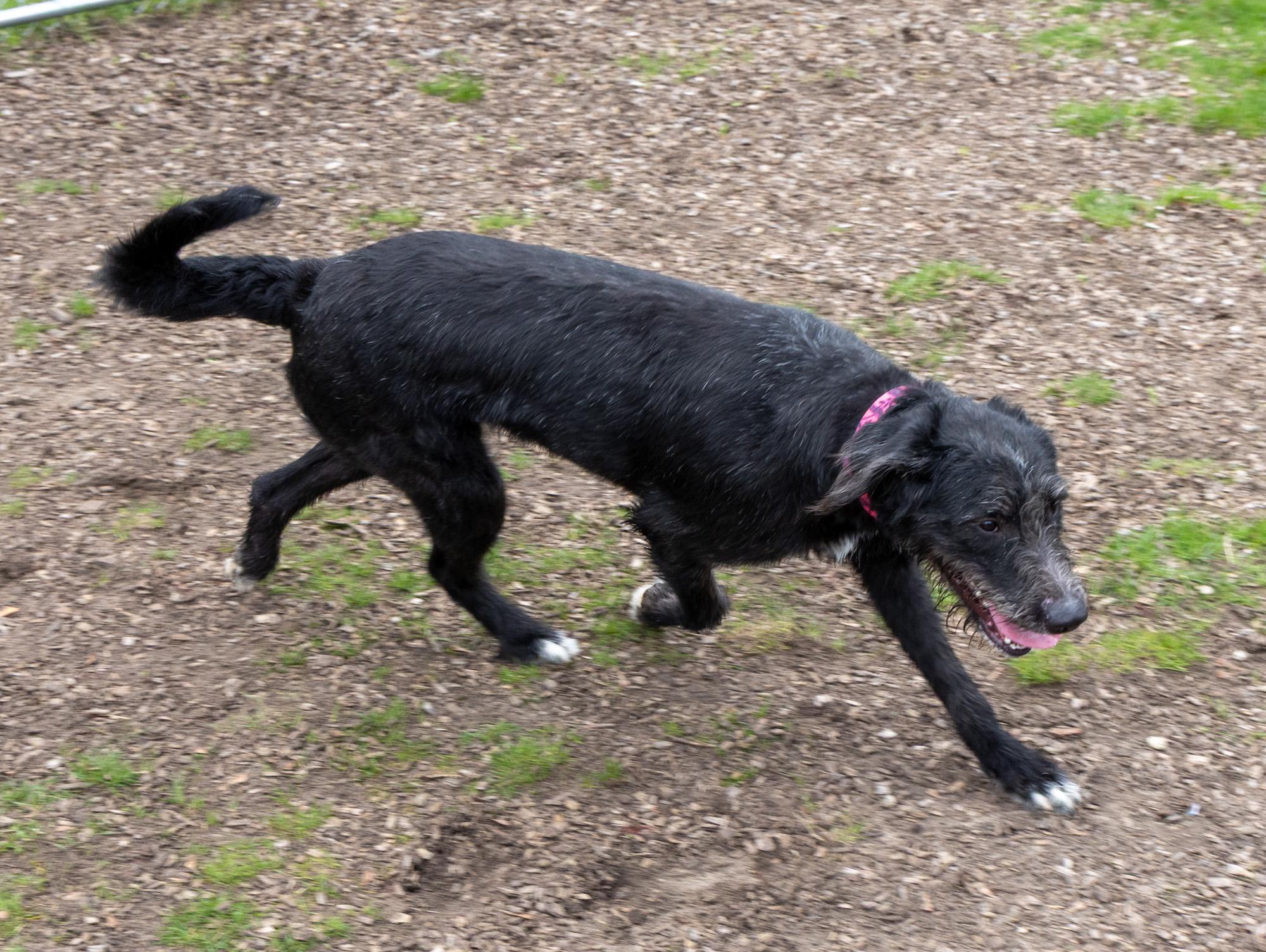 Brillo, a ADOPTABLE Mixed Breed in Mount Pleasant, MI image 2/2