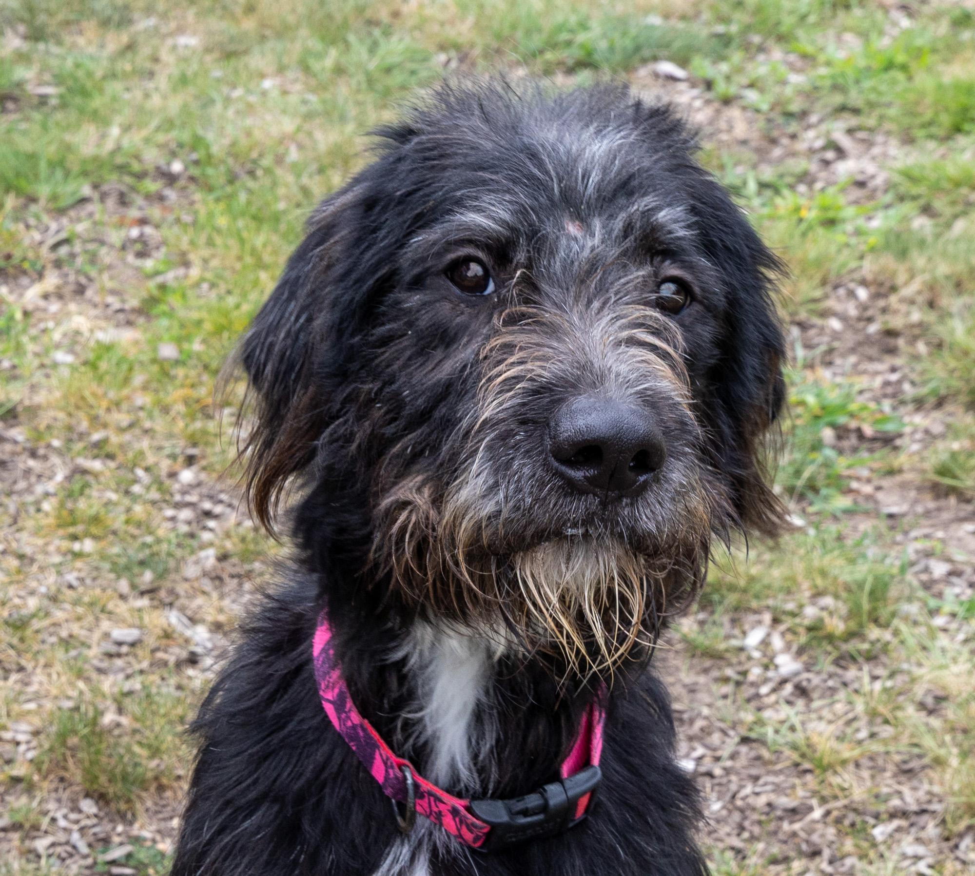 Brillo, ADOPTABLE, Adult Female Mixed Breed.