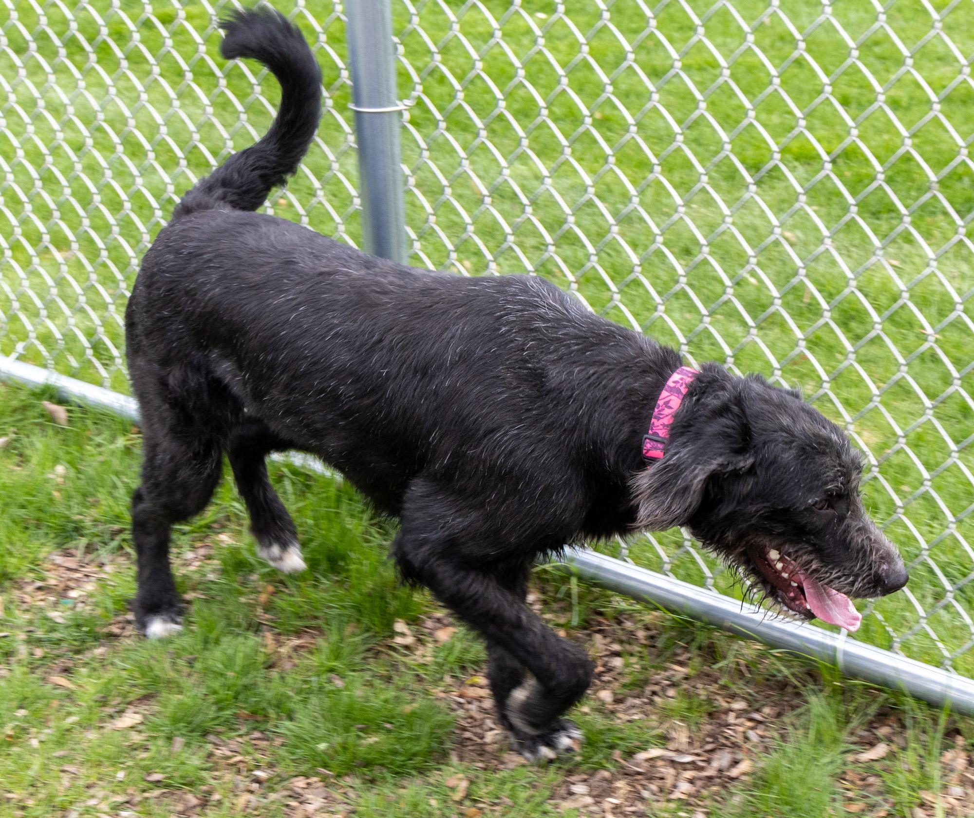 Brillo, ADOPTABLE, Adult Female Mixed Breed.