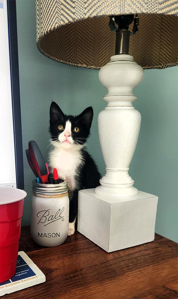 Minnie, a Adoptable Domestic Short Hair in Smithfield, VA image 4/5